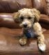 Maltipoo Puppies for sale in Laurel, MD, USA. price: NA