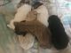 Maltipoo Puppies for sale in Cookeville, TN, USA. price: NA