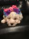 Maltipoo Puppies for sale in Scotch Plains, NJ 07076, USA. price: NA