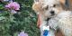 Maltipoo Puppies for sale in Wichita, KS, USA. price: $1,000