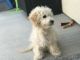 Maltipoo Puppies for sale in Van Nuys, Los Angeles, CA, USA. price: $850