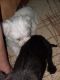 Maltipoo Puppies for sale in Harnett County, NC, USA. price: NA