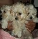 Maltipoo Puppies for sale in Chino, CA, USA. price: NA