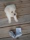 Maltipoo Puppies for sale in Harnett County, NC, USA. price: NA