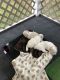 Maltipoo Puppies for sale in Iva, SC 29655, USA. price: $800