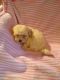 Maltipoo Puppies for sale in Wilkesboro, NC, USA. price: $600