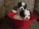 Maltipoo Puppies for sale in Ashley, IL 62808, USA. price: NA