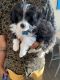 Maltipoo Puppies for sale in Rialto, CA 92376, USA. price: NA