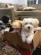 Maltipoo Puppies for sale in Duncan, SC, USA. price: NA