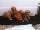 Maltipoo Puppies for sale in 10709 Broadway Ave S, Tacoma, WA 98444, USA. price: $700