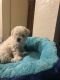 Maltipoo Puppies for sale in Torrance, CA, USA. price: $700