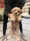 Maltipoo Puppies for sale in 420 E 79th St, New York, NY 10075, USA. price: NA