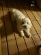 Maltipoo Puppies for sale in Provo, UT, USA. price: NA