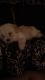 Maltipoo Puppies for sale in 615 Go Man Go Dr, Stafford, TX 77477, USA. price: NA