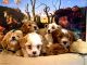 Maltipoo Puppies for sale in Riverside, CA 92505, USA. price: $1,550