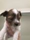 Maltipoo Puppies for sale in Leander, TX 78641, USA. price: $600