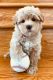 Maltipoo Puppies for sale in Fort Myers, FL, USA. price: $2,000