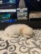 Maltipoo Puppies for sale in Gilroy, CA 95020, USA. price: NA