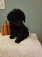 Maltipoo Puppies for sale in Fort Lauderdale, FL, USA. price: $750