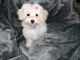 Maltipoo Puppies for sale in Greenville, SC, USA. price: $650