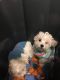 Maltipoo Puppies for sale in Durham, NC, USA. price: $600