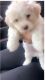 Maltipoo Puppies for sale in 1705 Flat River Dr, Charlotte, NC 28262, USA. price: NA