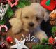 Maltipoo Puppies for sale in Euclid, OH, USA. price: NA