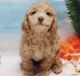 Maltipoo Puppies for sale in Thousand Oaks, CA 91362, USA. price: $1,800