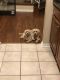 Maltipoo Puppies for sale in Arlington Heights, IL, USA. price: NA