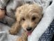 Maltipoo Puppies for sale in Warminster, PA 18974, USA. price: NA