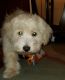 Maltipoo Puppies for sale in Harrisburg, PA, USA. price: NA