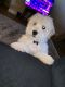 Maltipoo Puppies for sale in Taftville, Norwich, CT, USA. price: NA