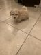 Maltipoo Puppies for sale in Garland, TX 75042, USA. price: NA