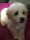 Maltipoo Puppies for sale in Merrillville, IN, USA. price: NA