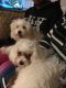 Maltipoo Puppies for sale in Fayetteville, NC 28314, USA. price: $600