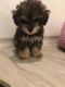 Maltipoo Puppies for sale in South Park, San Diego, CA, USA. price: NA
