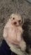 Maltipoo Puppies for sale in Jackson, MS, USA. price: $800