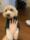 Maltipoo Puppies for sale in Arlington Heights, IL 60004, USA. price: NA