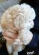 Maltipoo Puppies for sale in Whitsett, NC, USA. price: $700