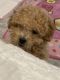 Maltipoo Puppies for sale in Paramus, NJ 07652, USA. price: NA