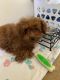 Maltipoo Puppies for sale in Porter Ranch Dr, Los Angeles, CA, USA. price: NA