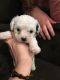 Maltipoo Puppies for sale in Terre Haute, IN, USA. price: NA