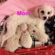 Maltipoo Puppies for sale in Fishers, IN, USA. price: NA
