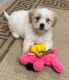 Maltipoo Puppies for sale in Ocala, FL 34474, USA. price: $800
