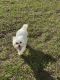 Maltipoo Puppies for sale in Riverview, FL 33578, USA. price: NA