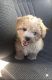 Maltipoo Puppies for sale in 57 N San Jose, Mesa, AZ 85201, USA. price: NA
