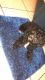 Maltipoo Puppies for sale in Mesquite, TX, USA. price: NA