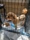 Maltipoo Puppies for sale in 2839 Somerset Dr, Los Angeles, CA 90016, USA. price: $2,000