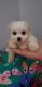 Maltipoo Puppies for sale in Glendale, CA 91206, USA. price: $750