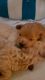 Maltipoo Puppies for sale in NC-751, Durham, NC, USA. price: $1,300